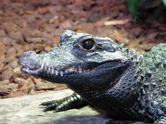 Reptielenhuis De Aarde Nederland