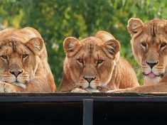 Safaripark Beekse Bergen