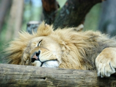 Safaripark Stukenbrock Zoo Deutschland