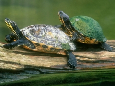 Schildpaddencentrum