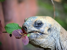 Dierentuin Alphen aan den Rijn