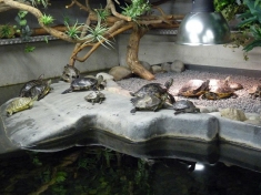 Schildpaddencentrum Nederland