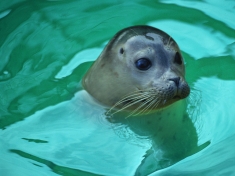 Aquarium Blankenberge