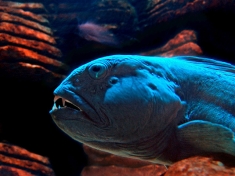 Aquarium Königswinter