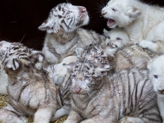 Zoo Hodenhagen