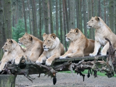 Serengeti Park Deutschland