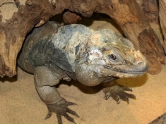 Serpentarium België