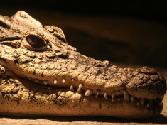 Reptielenzoo Serpo