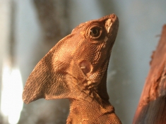 Reptielenzoo Serpo Nederland