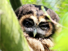 Dierentuin Kallenkote