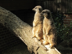 Tierpark Cottbus Deutschland