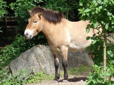Tierpark Neumuenster Deutschland