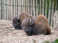 Tierpark Nordhorn