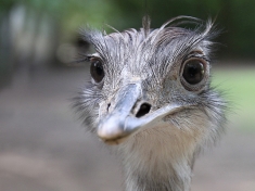 Tierpark Ströhen Deutschland