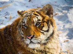Tigerpark Dassow