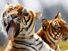 Zoo Dassow