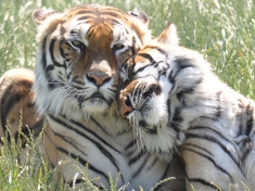 Tigerpark Dassow Deutschland