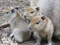 Dierentuin Beesd