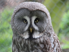 Uilen Dierenpark De Paay Nederland