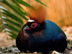 Utropia