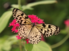 Vlinderparadijs Papiliorama