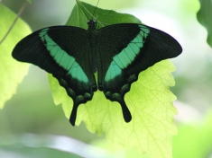 Vlinderparadijs Papiliorama Nederland