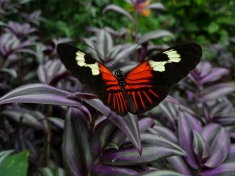 Vlindorado