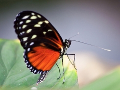 Vlindorado Nederland