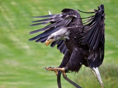 Vogelpark Marlow