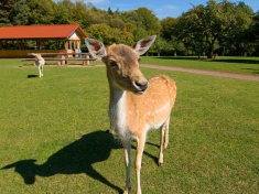 Zoo Silz