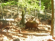 Wild- Und Wanderpark Silz Deutschland