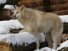 Dierentuin Cleebronn