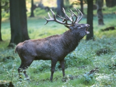 Wildparadies Tripsdrill Duitsland