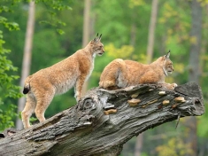 Wildpark Bad Mergentheim