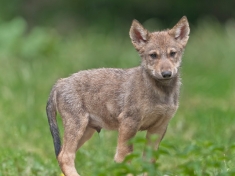 Wildpark Bad Mergentheim Deutschland