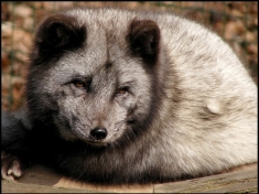 Wildpark Frankenhof