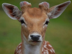 Zoo Reken