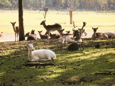 Wildpark Johannismühle