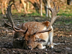 Wildpark Johannismühle Deutschland