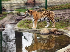 Wildpark Luneberger Heide