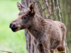 Wildpark Luneberger Heide Duitsland