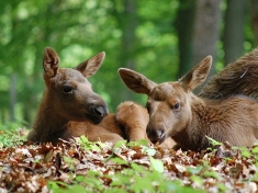 Wildpark Schwarze Berge