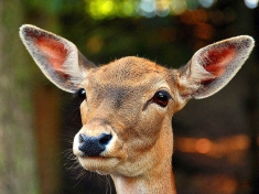 Zoo Rosengarten- Vahrendorf