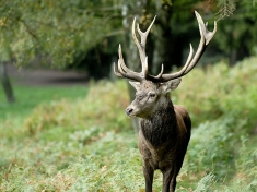 Wildpark Schwarze Berge Deutschland