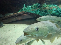 Zeeaquarium Nederland