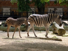 Dierentuin Antwerpen