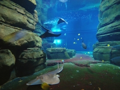 Aquarium Berlijn