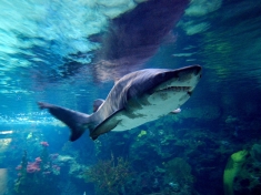 Zoo Aquarium Berlin Deutschland