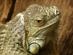 Zoo Dortmund Duitsland