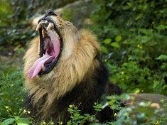 Zoo Frankfurt